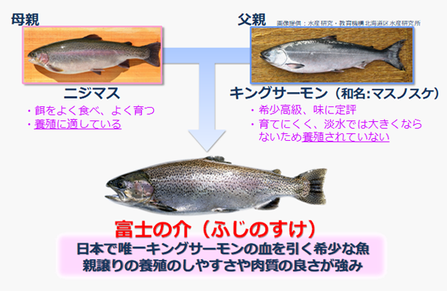 富士の介のご紹介 山梨県養殖漁業協同組合