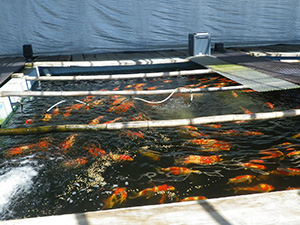 県内の錦鯉養殖場の飼育池
